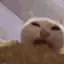 :acat_corn: