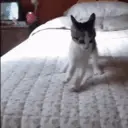 :acat_jumpy: