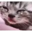 :cat_cry: