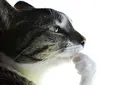 :cat_ponder: